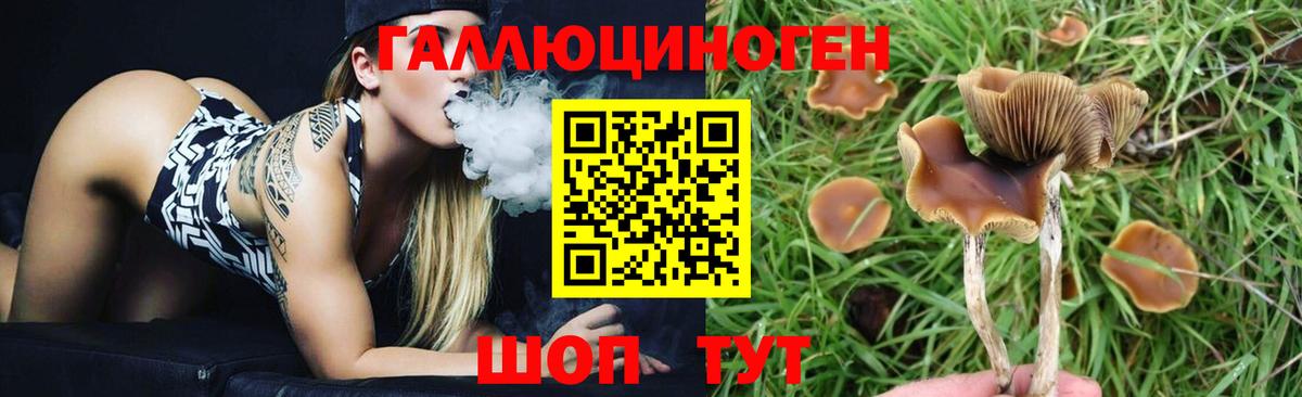 Галлюциногенные грибы Cubensis Муром